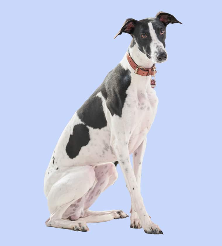 Praxishund