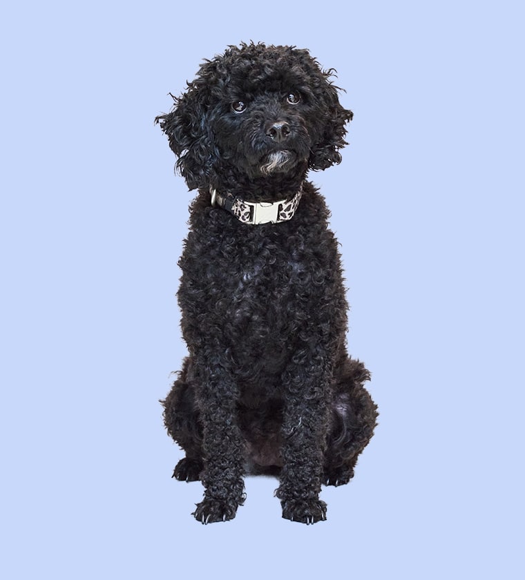 Praxishund