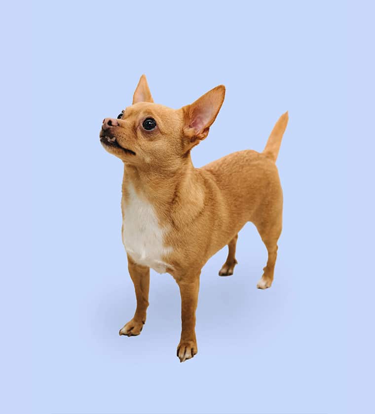 Praxishund