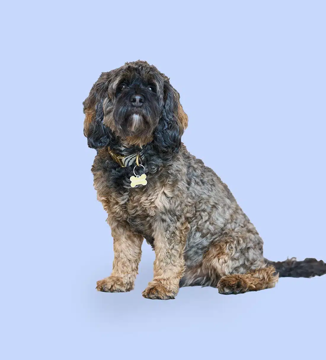 Praxishund